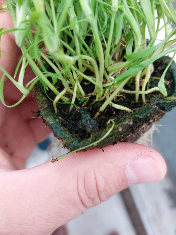 hydroponics problems.jpg